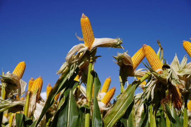 istock The view of growing corn in a field. 1697181266