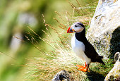 Puffin outside Its Cave on the Famous Island of Runde in the Western Part of Norway