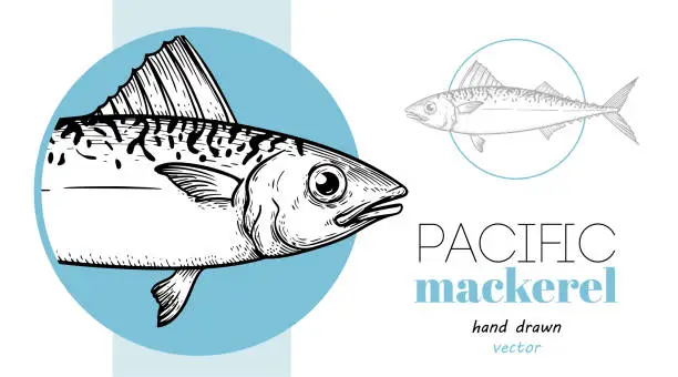 Vector illustration of Hand drawn sketch style Pacific Mackerel. Design template. Fish restaurant menu element. Best for seafood market designs. Vector illustration.