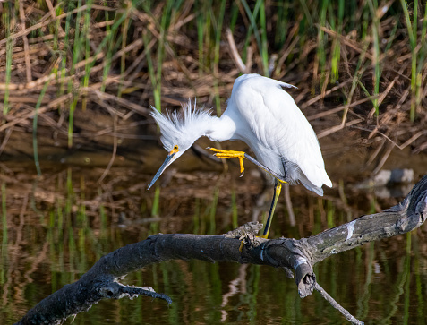 A beautiful Snowy Egret stands on a partially submerged log in a south Texas wetland and needs a good neck scratching.