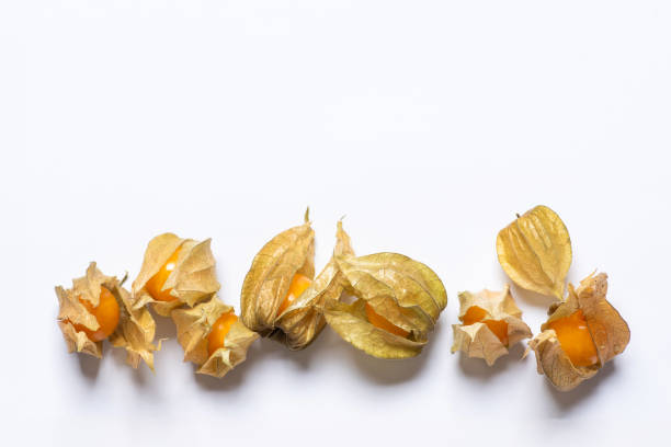 istock Physalis peruviana, Peruvian strawberry - Aztec fruit, medicinal plant 1697199309