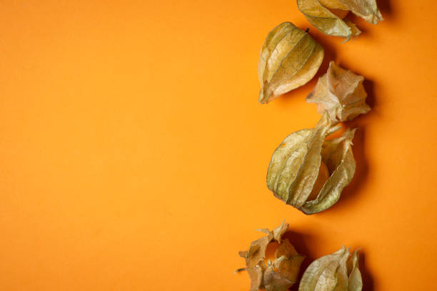 Physalis angulata fruit plant with many health benefits