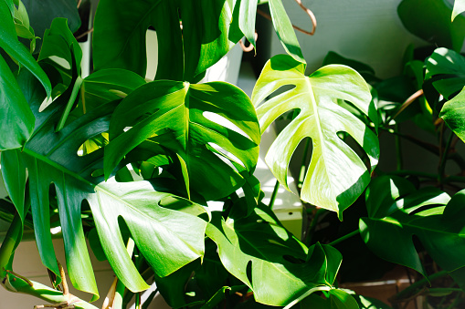 The leaves of Munstera delicacy. Beautiful tropical houseplant. Monstera