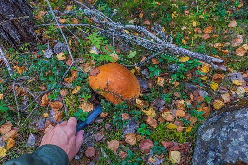 Close-up view of man with knife cutting aspen mushroom growing in forest on autumn day. Sweden.