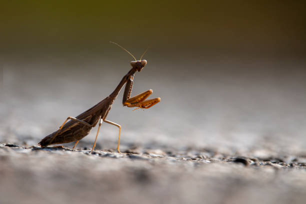 istock Big mantis with gray colour isolated on te ground in Greece. 1697206340