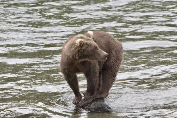 istock Brown bear portrait, Katmai National park, Alaska 1697210727