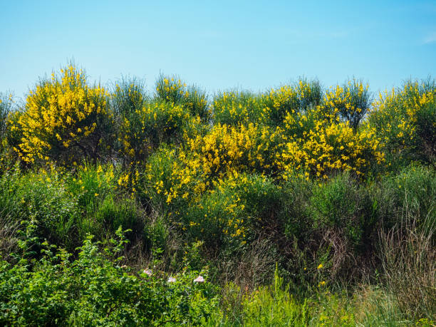 Blooming Spartium junceum in the arboretum