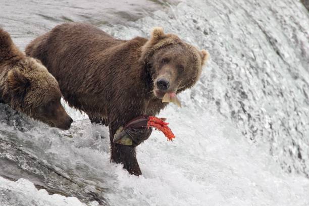 istock Brown bear catching a Salmon in the Brooks falls, Alaska 1697211925