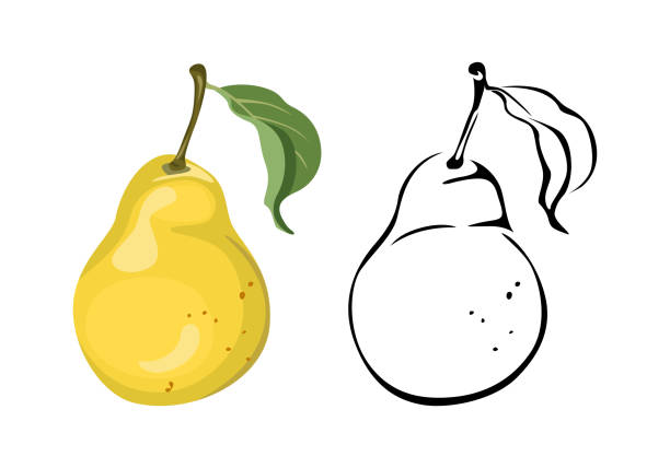 Yellow pear cartoon illustration and black and white outline.  Fruit icon. Yellow pear cartoon illustration and black and white outline.  Fruit icon. pear dessert stock illustrations