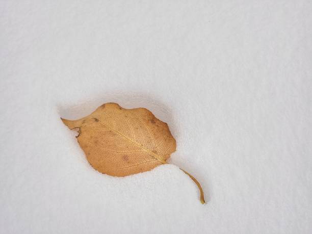 istock fallen leaves in the first snow of Calgary 1697222298