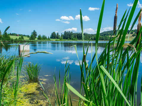View over the idyllic Kogelweiher in Bavaria with reeds in the foreground under a blue sky with small white clouds in the summer of 2023.