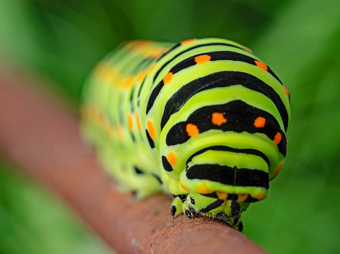 Swallowtail caterpillar, Raupe vom Schwalbenschwanz
