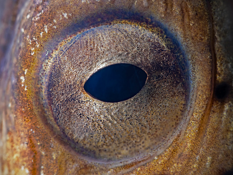 Black finned Sand Eel Eye (Ophichthus melanochir)