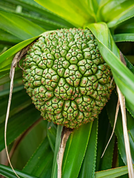 fruit du pin vissé, schraubenbaumgewächs (pandanus tectorius) - pandanus photos et images de collection