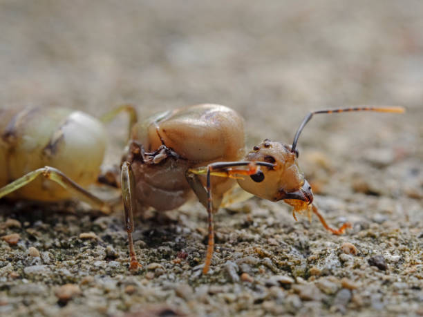 istock Weaver Ant, Asiatische Weberameise (Oecophylla smaragdina) 1697229514