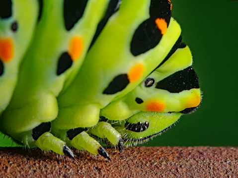 Climbing Caterpillar - animal behavior.