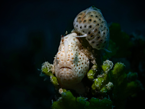 Painted frogfish baby, Rundflecken Anglerfisch Baby (Antennarius pictus)