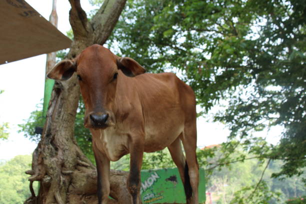istock Cow a relax in rural village 1697248349