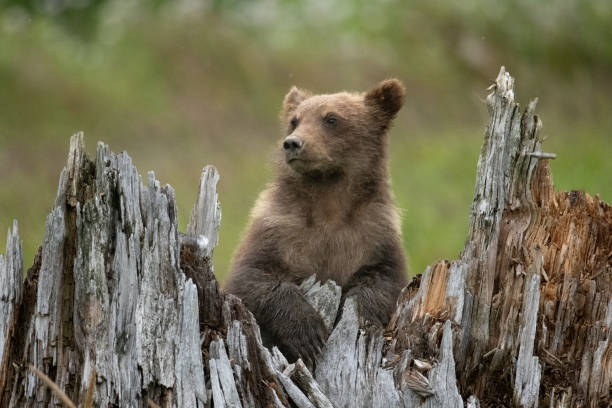 istock Brown bear cub sits on a stump and pauses to look around. 1697248665
