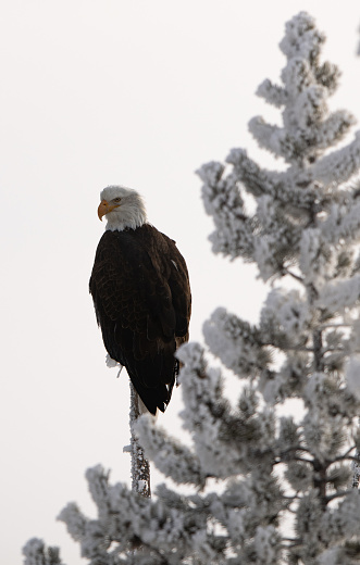 Beautiful eagle perched on a snag surrounded by snow covered pines.