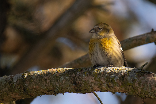 Red crossbill female perched on a pine branch alertly looking around