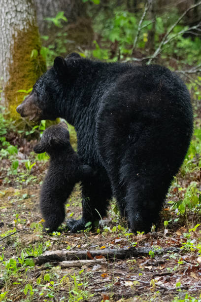 istock Black bear cub standing up begging Mom. 1697259418