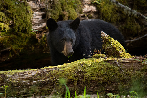 This adolescent black bear pauses to look around.  It had been tearing up a log looking for grubs and stripping the young leaves off the trees and small shrubs.