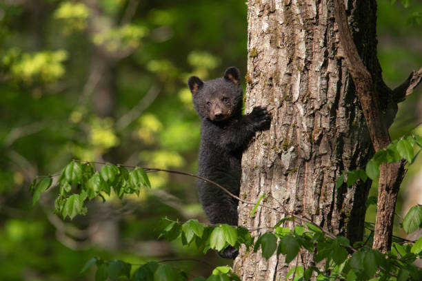 Black bear cub