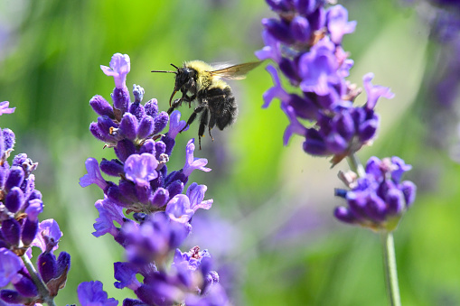 bumblebee on a lavender flower
