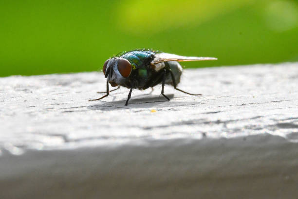 istock close-up of a fly on wood 1697266011