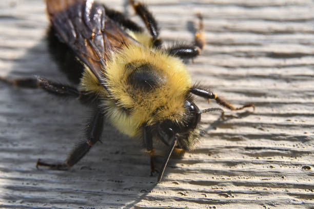 Bombus lucorum White-Tailed Bumblebee Insect. Digitally Enhanced Photograph.