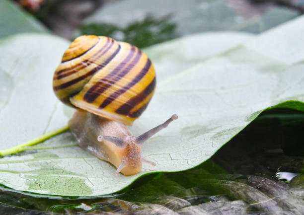 schnecke oder cochlea, gastropode mit gehäuse, auf verschwommenem hintergrund. - periwinkle stock-fotos und bilder