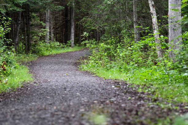 chemin de gravier dans la forêt - appalachian trail dirt road footpath appalachian mountains photos et images de collection