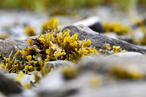 Close-up of algae hidden across stone or pebble on the shore of the St-Lawrence river with a blurred and abstract background