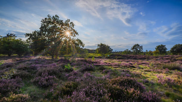 istock Moorland landscape in evenning light featuring a oak tree and blooming heather. The sun's rays pierce through the leaves and branches of the tree creating a picturesque view. 1697280574