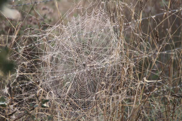 spider web spider web in the field spinning web stock pictures, royalty-free photos & images