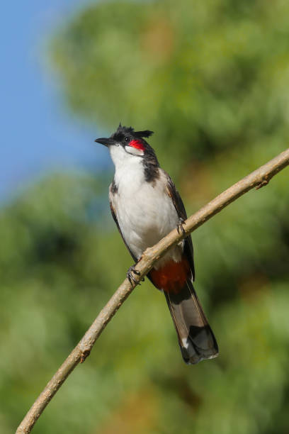 istock Red Whiskered Bulbul bird isolated on single leafless branch 1697283307