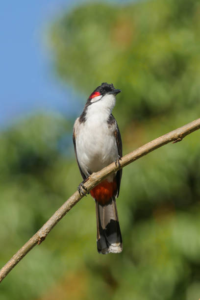 istock Red Whiskered Bulbul bird isolated on single leafless branch 1697283682