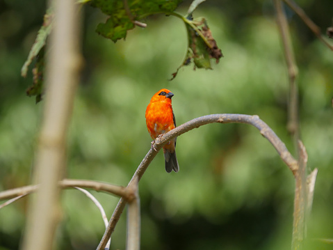 Mauritius Fody Foudia bird perching on branch
