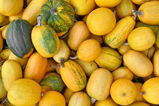 Pile with Spaghetti squash with yellow skin