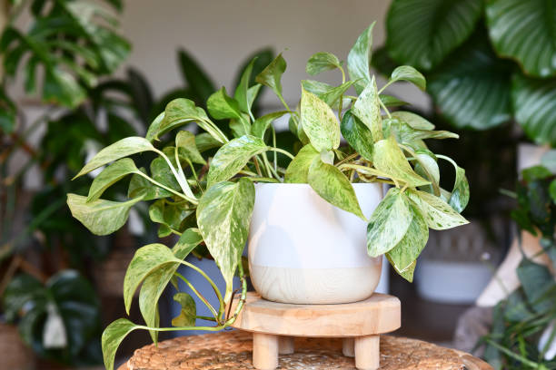 istock Tropical 'Epipremnum Aureum Marble Queen' pothos houseplant 1697295308