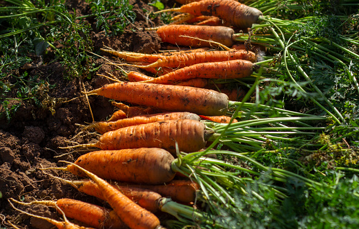Freshly dug carrots with the tops on the ground. Large juicy unwashed carrots in a field on the ground close-up. Harvest