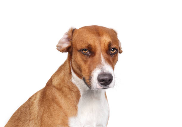 istock Serious dog with ears folded backwards due to lack of structure or running. 1697302265