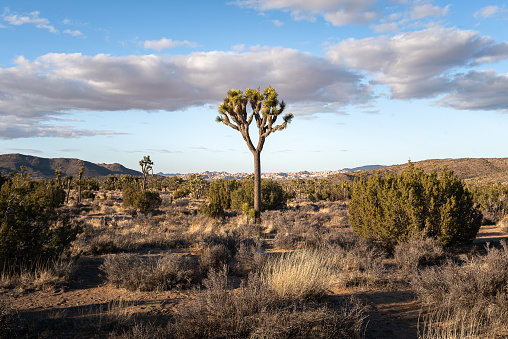 A classic image of Joshua Tree National Park, showing a very large joshua tree with rocky outcroppings, long shadows, and a beautiful blue sky clouds background.