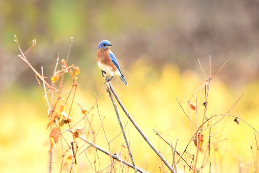 A bluebird perches on a branch with a yellow background in Maryland.