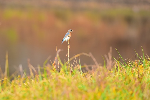 An Eastern bluebird perches on a branch in a field in Maryland.
