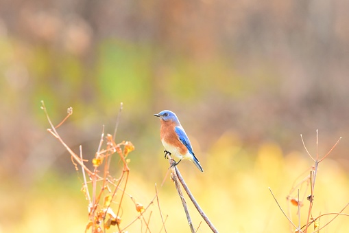 An Eastern bluebird perches on a branch in a field in Maryland.