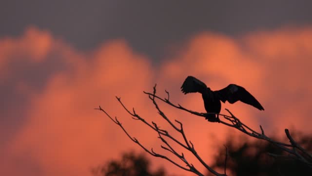 Snakebird silhouette at sunset