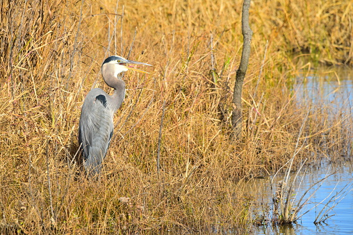A great blue heron vocalizes as it stands amidst the reeds of Blackwater National Wildlife Refuge in Maryland.