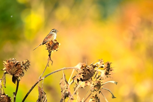 A chipping sparrow perches on a sunflower with autumn yellow and orange colors in the background.